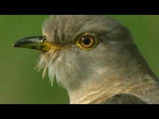 BBC: Мир природы. Кукушка (2009)