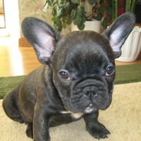 Тарас Марків  <Matava>