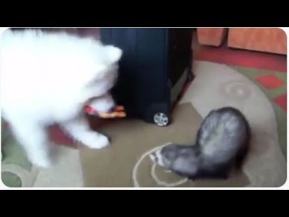 Cute Ferret Plays With Dog Friend | Unlikely Friendship