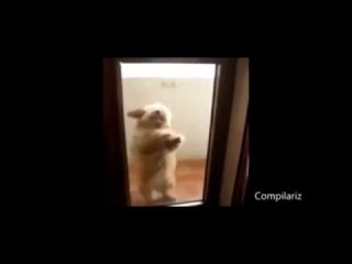 Сочная прикольная нарезка видео про наших меньших братьев!