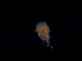 Winter under the Sea of the Canary Islands