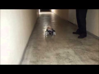 Чихуа хуа Ник в инвалидной коляске для собaк Animal Mobile