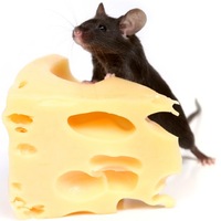 Дмитрий Семенов