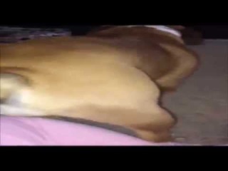 Twerking Bulldogs