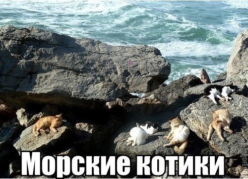 https://pp.userapi.com/c620018/v620018749/c064/V1rpinDnEAs.jpg