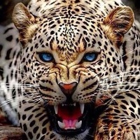 Наиль Ахмедов  Force