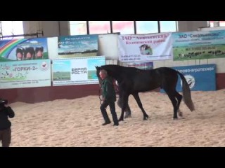27.06.14. Раменский ипподром. Выводка рысаков