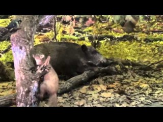 Музей дикой природы в Беловежской Пуще Беларусь 2 Wildlife Museum in Belovezhskaya Pushcha 2