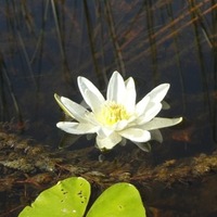 Ника Соколова