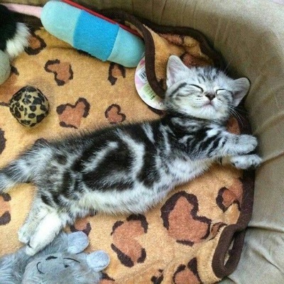 Крик Дэзориэн