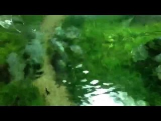 Aquascape - the new art of aquariums