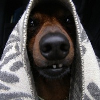 Макс Онищук  K.E.N.T.