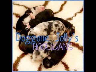 26.9.'14 - ∞ Doggone Jolly's Hooligans.♡ (1week)