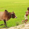 shahshah