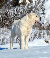 алабай азиатский фото онлайн алабай азиатский фото