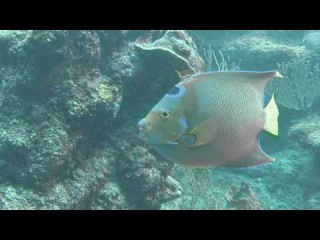 Мексика, пляж Акумаль. Черепахи. Snorkeling Akumal Beach - Mexico