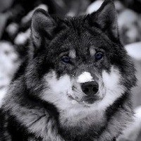 Алексей Ганин