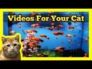 Videos for your Cat - Spotted Orange Mollies in a Fish Tank