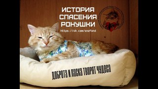 История спасения Ронушки (Приют для котиков г.Снежинск)