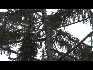 Рятувальники зняли кошеня із дерева