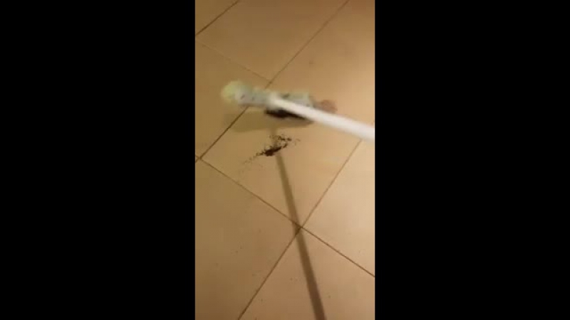 Міліон павучків)