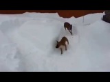 An old dog does go crazy a young dog in the snow x5 - Funny Cats - Funny Animals Videos - Funny Dogs