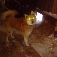 Алексей Шипицын | 