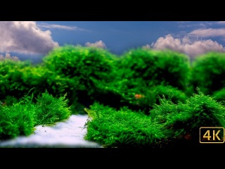 White Sand and Moss
