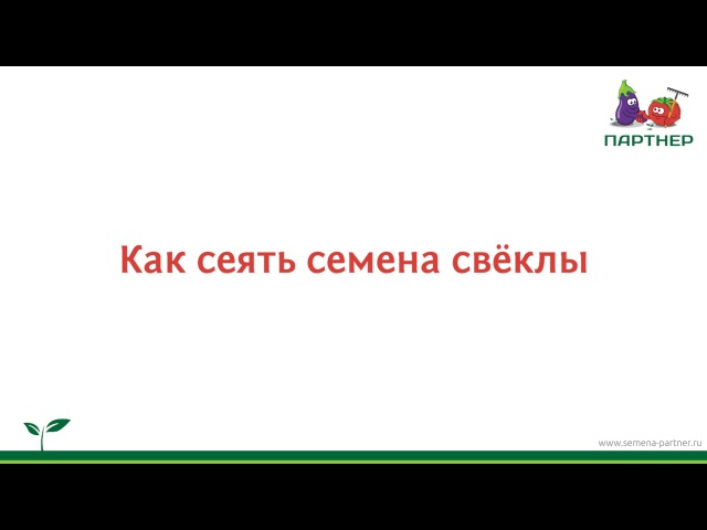 Как сеять семена свёклы
