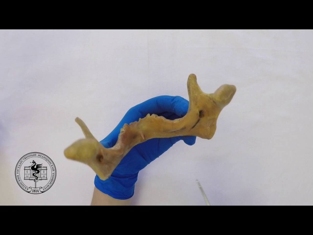 Mandibula