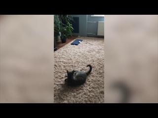 Cat Filya and Friends #30 | Филя Кот и друзья | キャットフィリアとフレンズ