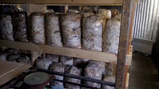 Ассортимент. Грибы на поленьях, пнях и брёвнах.