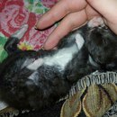 Безкота_добро