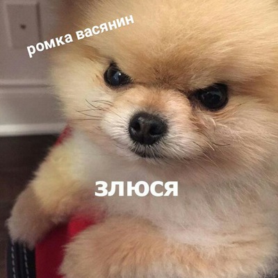 Злюся шпиц
