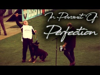 In Pursuit Of Perfection Dog Sport Inspiration Motivation Video WUSV 2017 Compilation