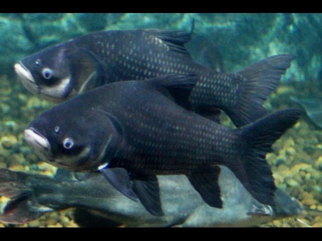 Giant Barb (Catlocarpio Siamensis)