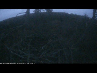 LDF Jūras ērglis tiešraide / White-tailed eagle webcam in Latvia