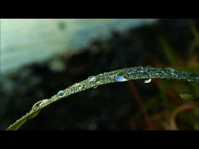 Darren Hayes - Roses