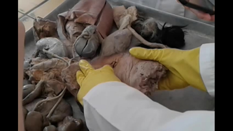 Смотреть фильм the collector
