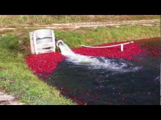 Floating The Bog