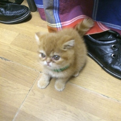 Zhihua Chihuahua