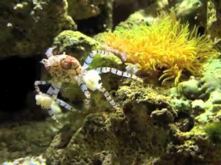 POMPOM CRABS ATTACK!!!! IRATE BOXER CRAB vs BARNACLE BLENNY!!