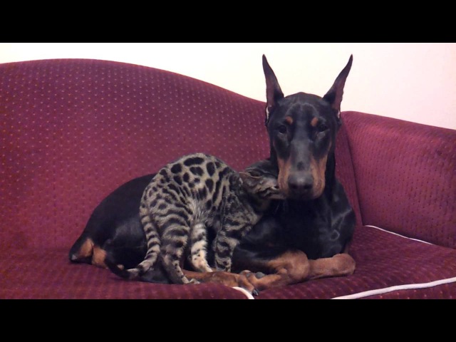 Doberman and Bengal Cat Cuddle Time