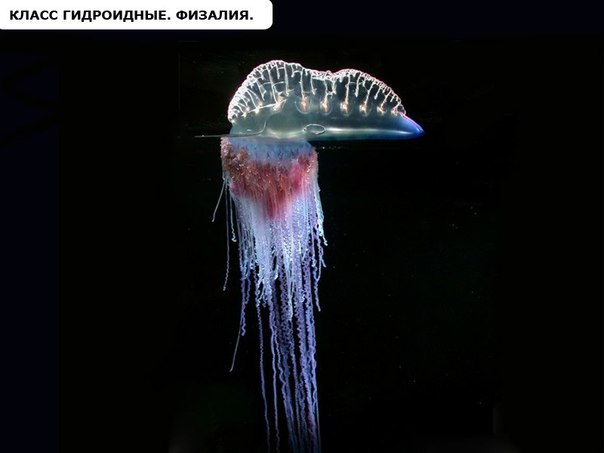 фото класс гидроидные онлайн фото класс гидроидные