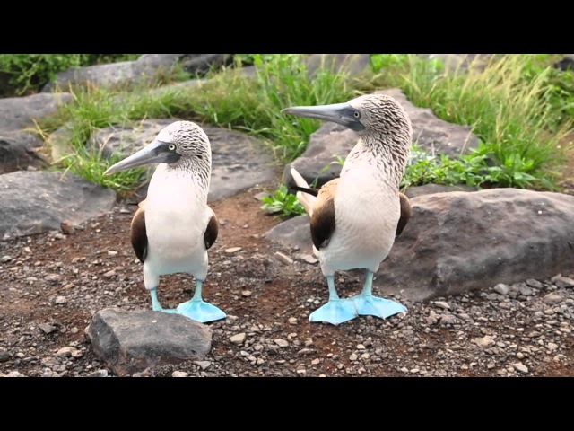Blue-footed Boobys