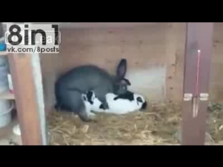 Мгновенный и беспощадный секс кроликов / Rabbit Lov...Oh Shit