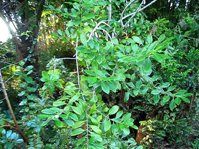 Catha edulis in flower