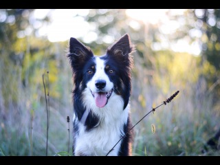 Doggone Jolly's Hundreds of Smiles, 1 year