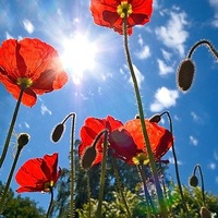 Герц Николь