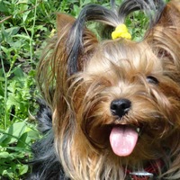 Лилия Галли